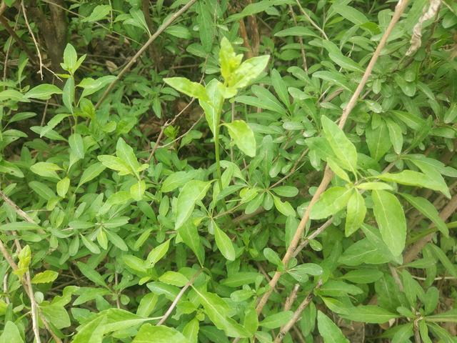 野菜,枸杞叶能吃吗,挖野菜,清明节吃什么野,野菜好吃吗