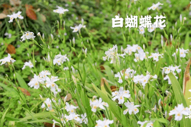 花花花花……西溪花朝节,给你一个花花世界!