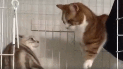 小短腿:我打,诶诶,够不到?好尴尬