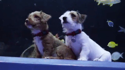 狗狗,水族,动物园,彭彭,丁满,白鲸,企鹅