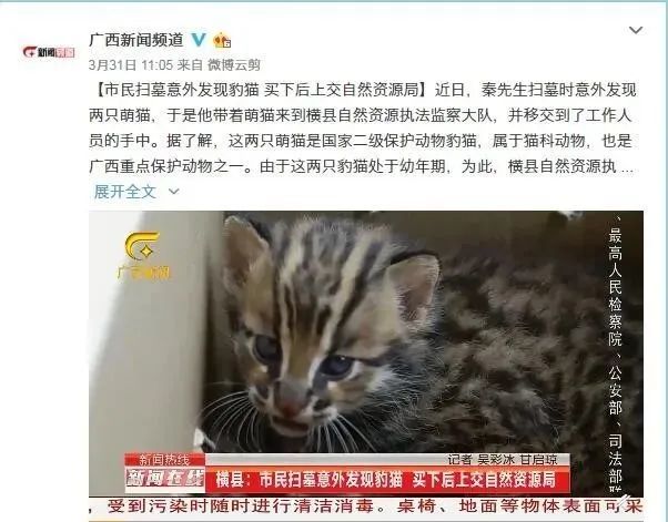 广西有人扫墓发现两只"抓鸡虎",移交到了