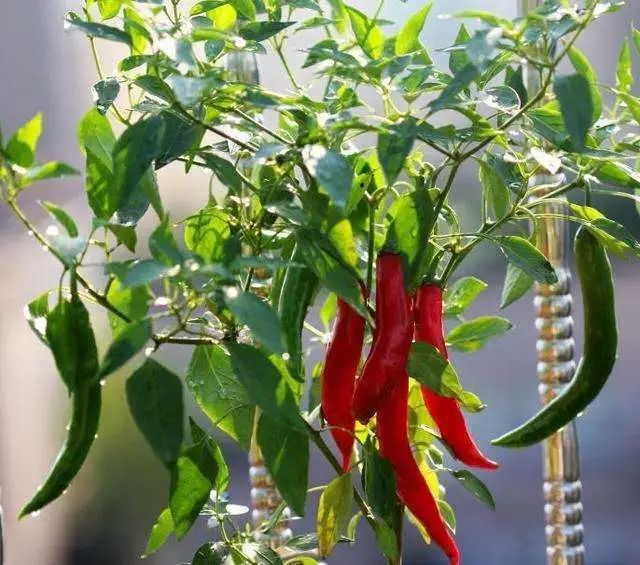 阳台栽种小辣椒,掌握6个小技巧,即可栽种无忧收获满满