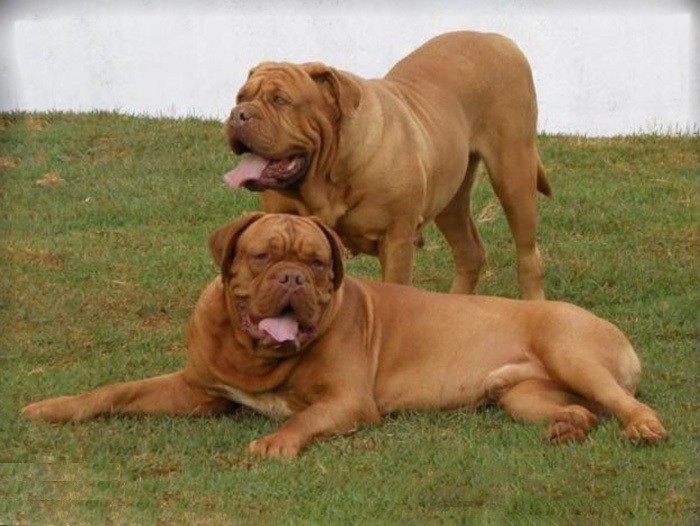 马士提夫犬给人庄严而高贵的印象,被称为随和的巨犬