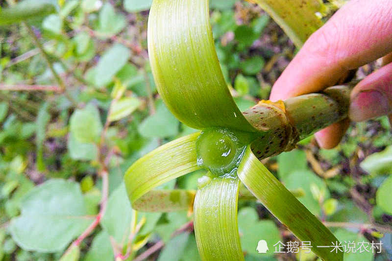 虎杖,酸筒杆,中华本草,中草药,止咳化痰