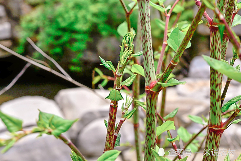 虎杖,酸筒杆,中华本草,中草药,止咳化痰