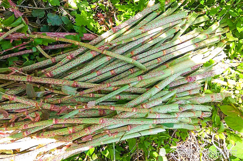 虎杖,酸筒杆,中华本草,中草药,止咳化痰