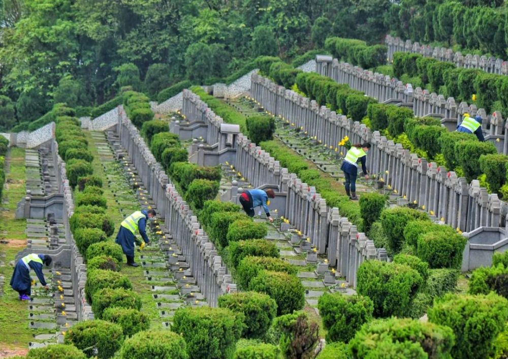 南海区华侨墓园,工作人员为墓碑逐一献上白菊,代市民祭扫.