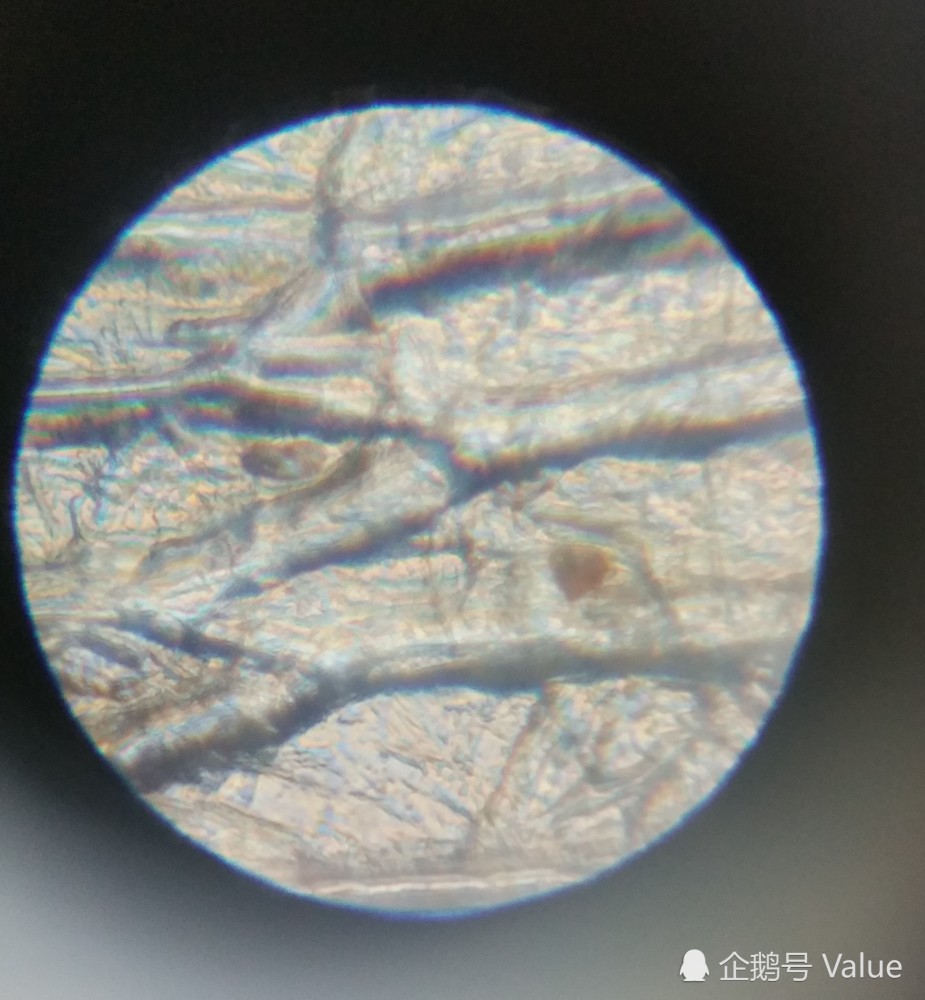 显微镜下的洋葱表皮细胞