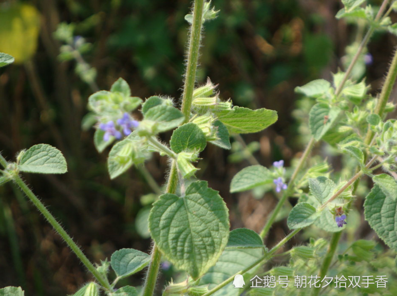 农村很常见的野草,过去人们将其视为杂草,殊不知价值很珍贵