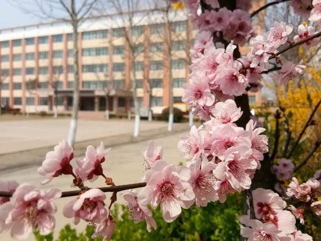 春已来,花已开 最美校园之诸城