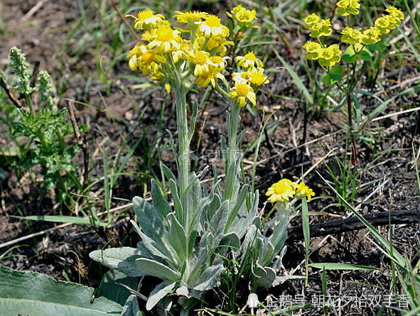 农村常见的一种野草,人称"狗舌草",殊不知全草有药用价值