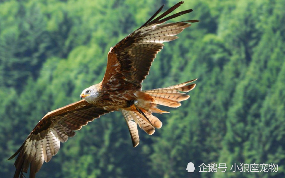 翱翔天空的雄鹰摄影高清美图