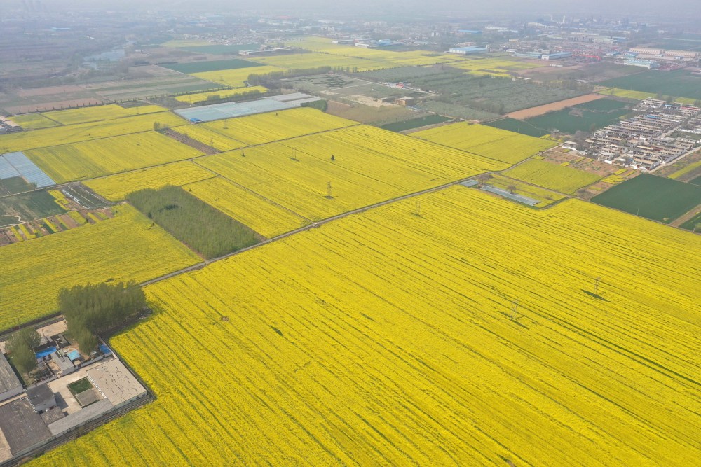 河南安阳:油菜花开满地金