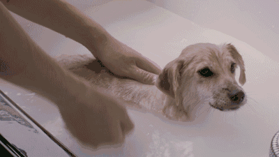 狗狗洗完澡后的三个小癖好?第二个是真的让铲屎官发疯