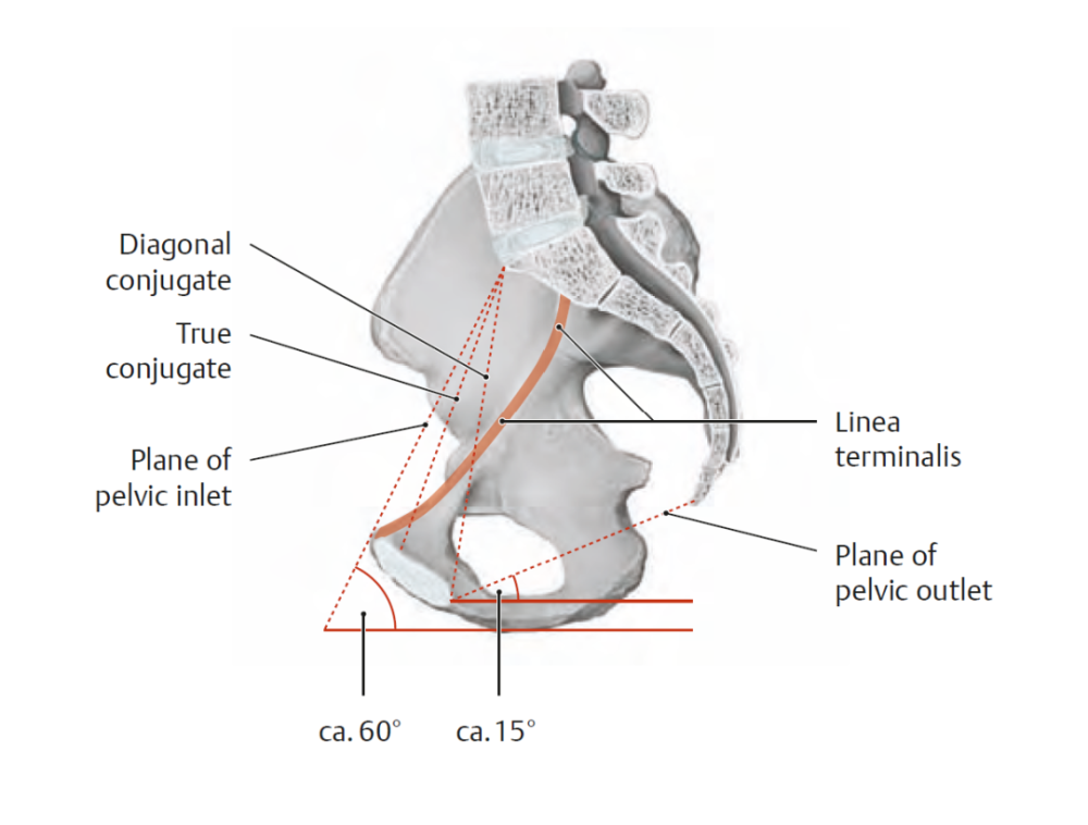 真骨盆 起始于通过骶岬,髂骨的弓状线,髂耻连线以及耻骨嵴后表面的