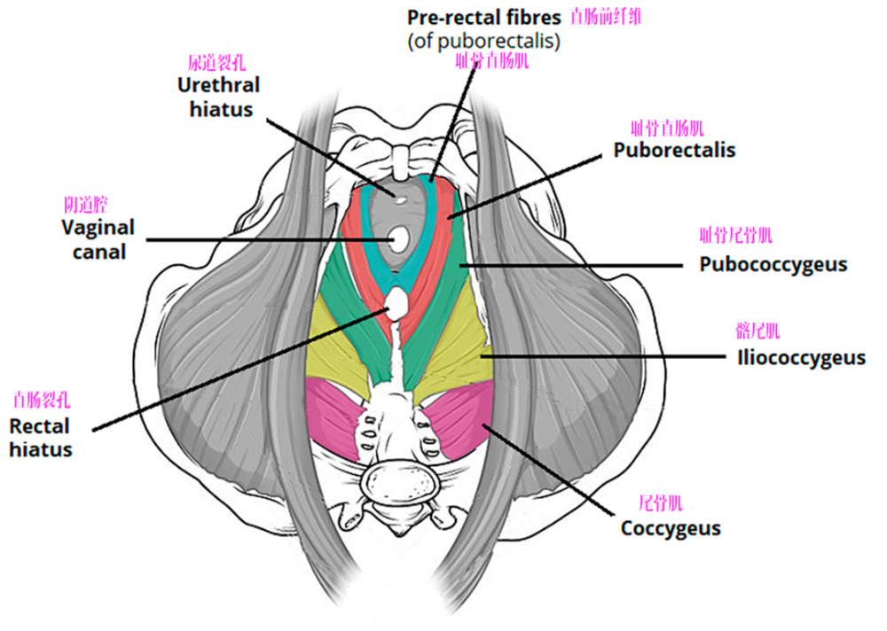 肛提肌(坐骨尾骨肌,髂骨尾骨肌和耻骨尾骨肌)