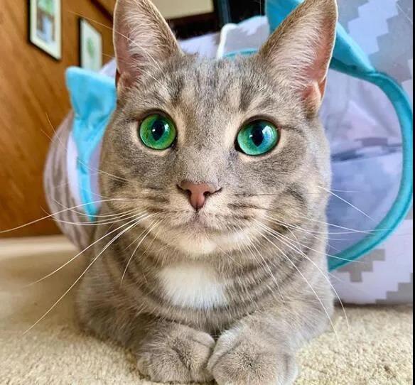 猫眼睛颜色出现差异的原因是因为猫的品种不同,或同一品种中不同个体