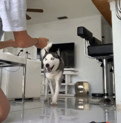 萌宠,可爱,狗狗,搞笑,哈士奇