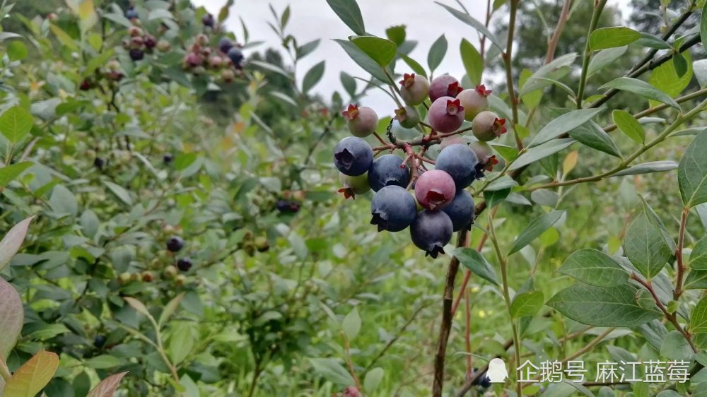 贵州蓝莓种植基地:麻江蓝莓是什么?