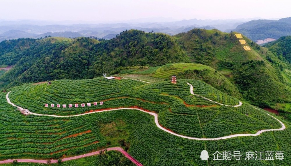 贵州蓝莓种植基地:麻江蓝莓是什么?