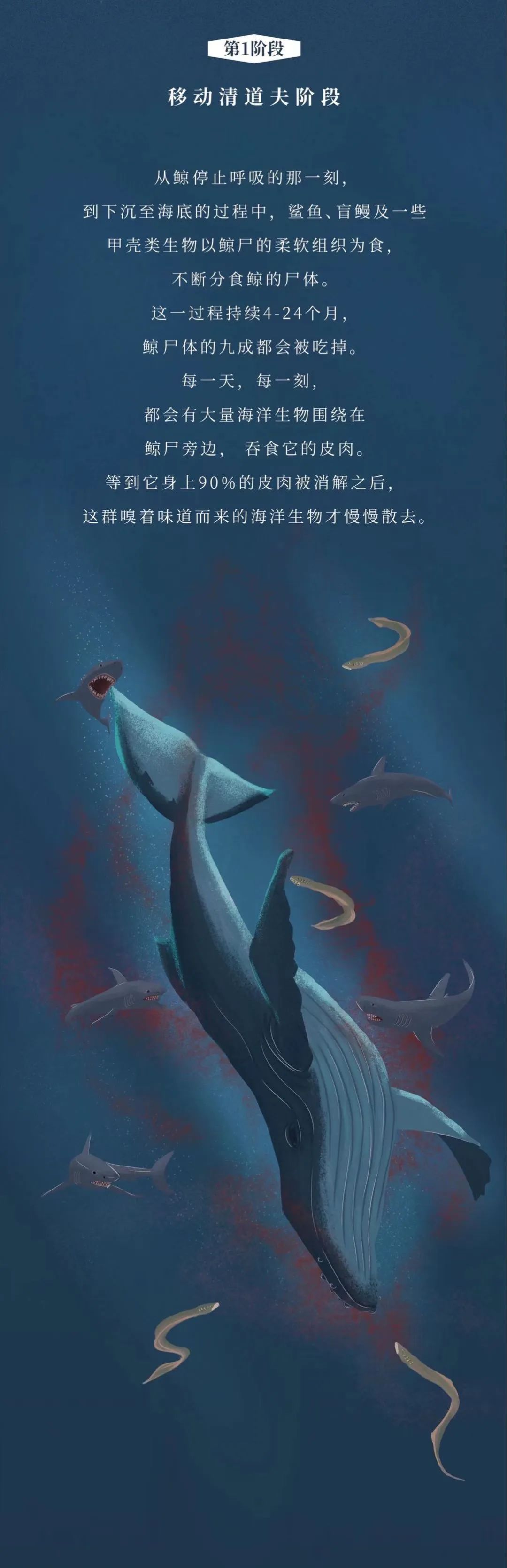 鲸落,世上最残忍的死亡,最温柔的重生