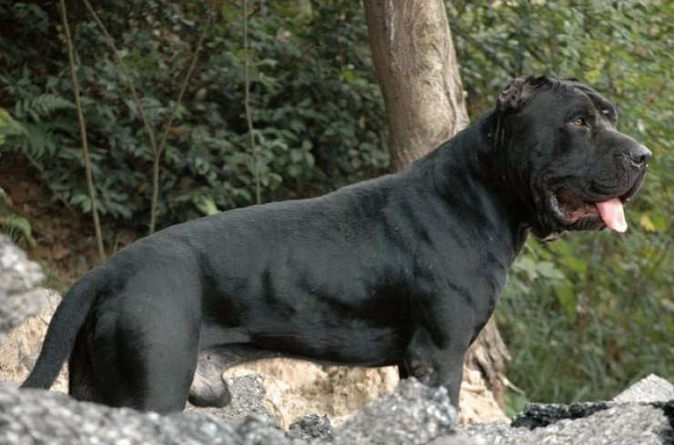 班道戈犬,将护卫犬与防暴犬完美结合