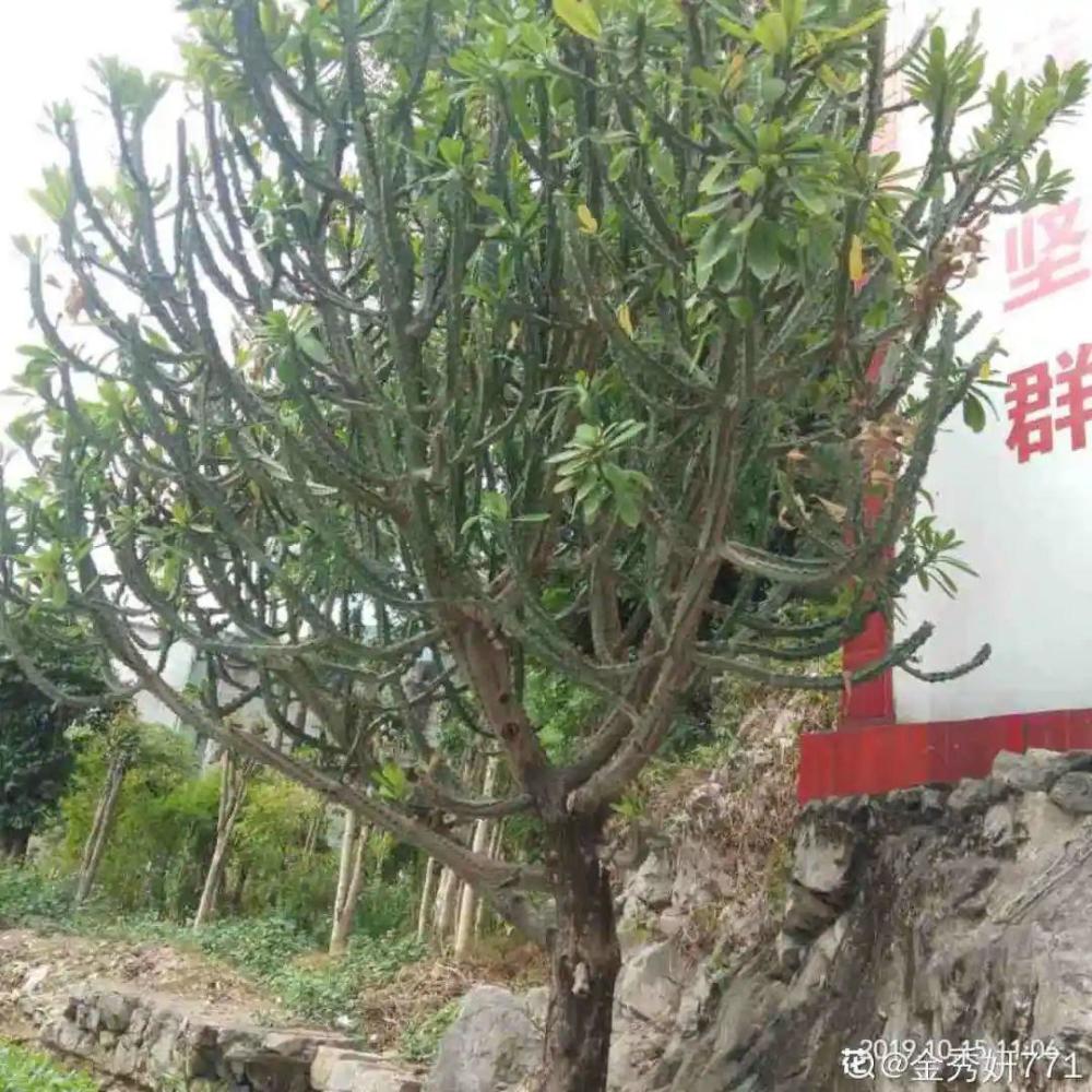 如果在室外养龙骨,肯定能比房子长得还高,直接变成一棵健壮的龙骨树!