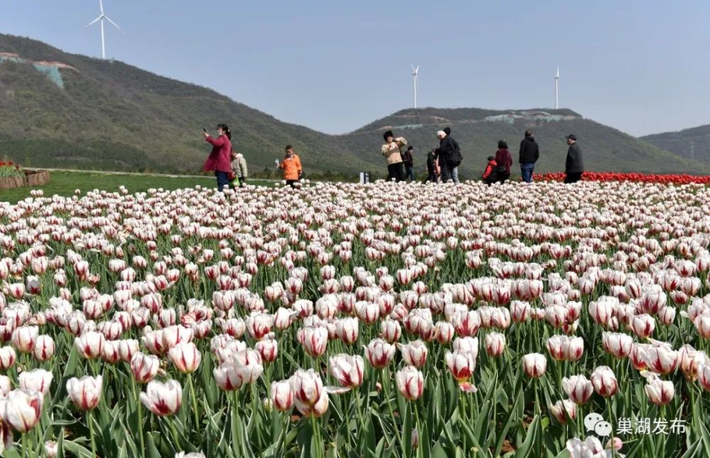 郁金香,三瓜公社,巢湖,高地