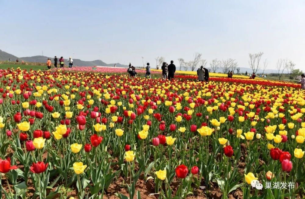 郁金香,三瓜公社,巢湖,高地