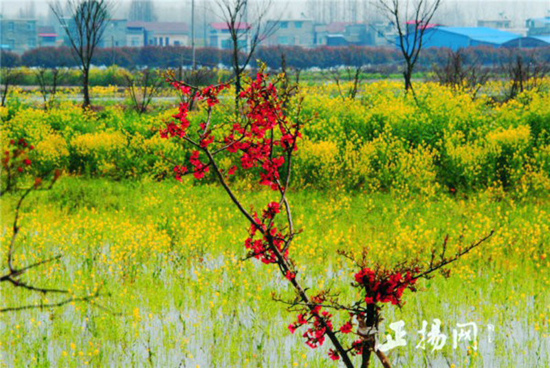 春风吹拂大地,万物萌发生机.