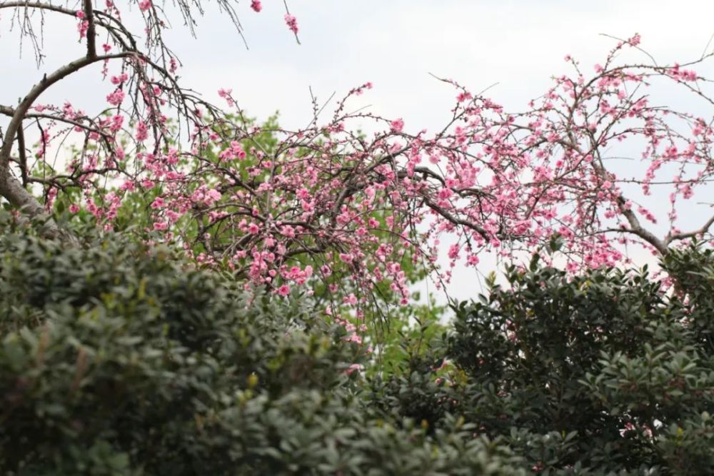 桃花源,上海,南汇桃花村,桃花园,吴房村,山阳田园