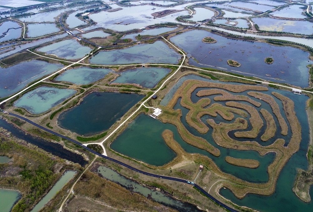 江苏淮安:航拍白马湖湿地公园芦苇迷宫