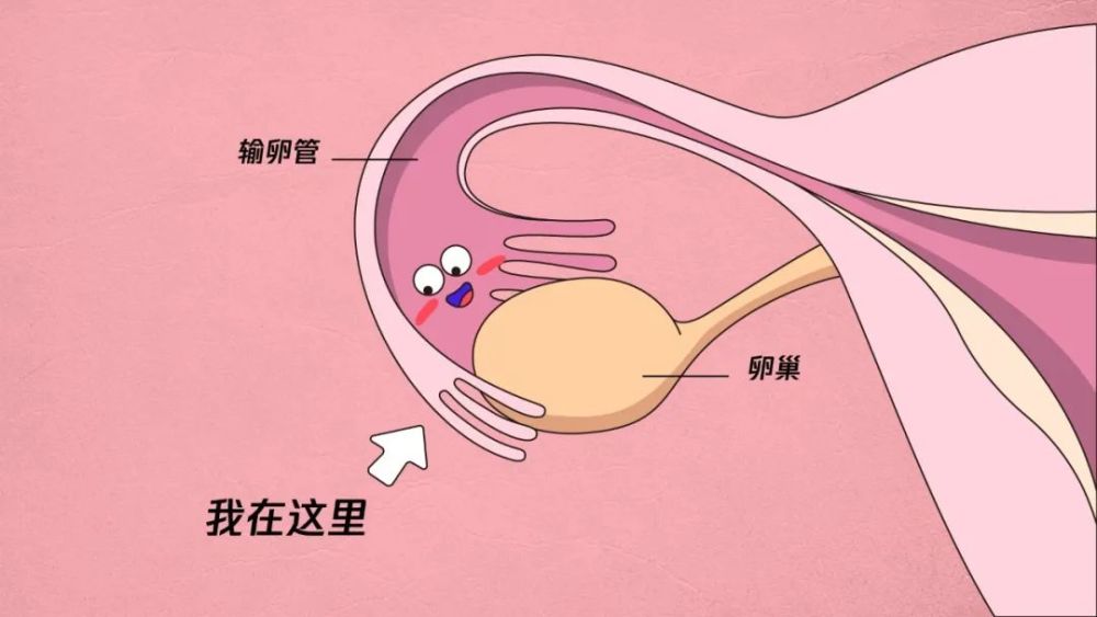 输卵管伞端的样子 我的"伞面"是浆膜和黏膜组成的,边缘还有一些纤毛