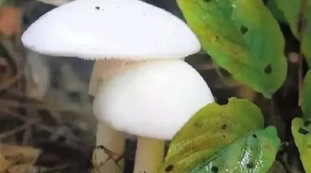 蘑菇,钩吻,天南星,狼毒,牛肝菌,金银花,秋葵,毒芹
