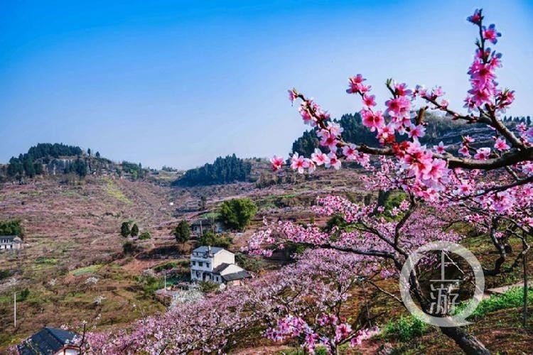 在那桃花盛开的地方 合川太和镇掠影