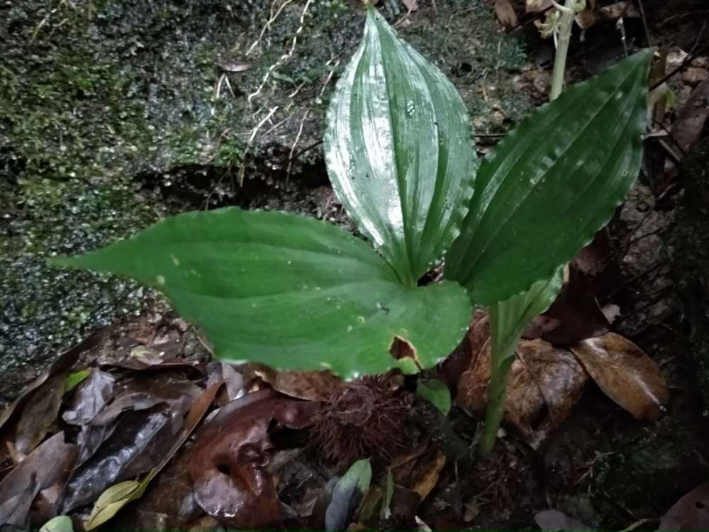 深山野林发现名贵中草药见血清