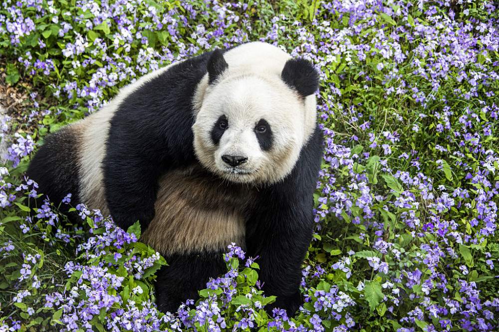 北京动物园大熊猫乐享春光,可以带孩子去游玩看大熊猫
