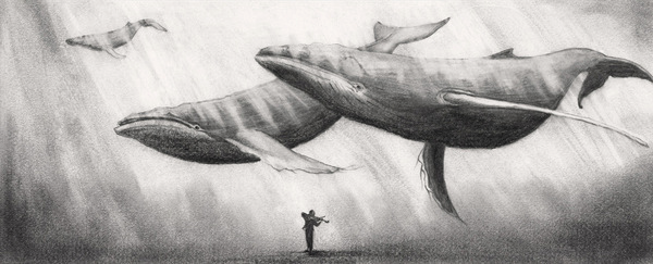 鲸落——鲸鱼给予大海最后的温柔