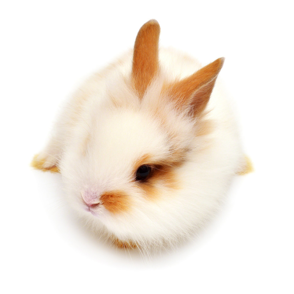 羊驼,安哥拉兔,银喉长尾山雀,小熊猫