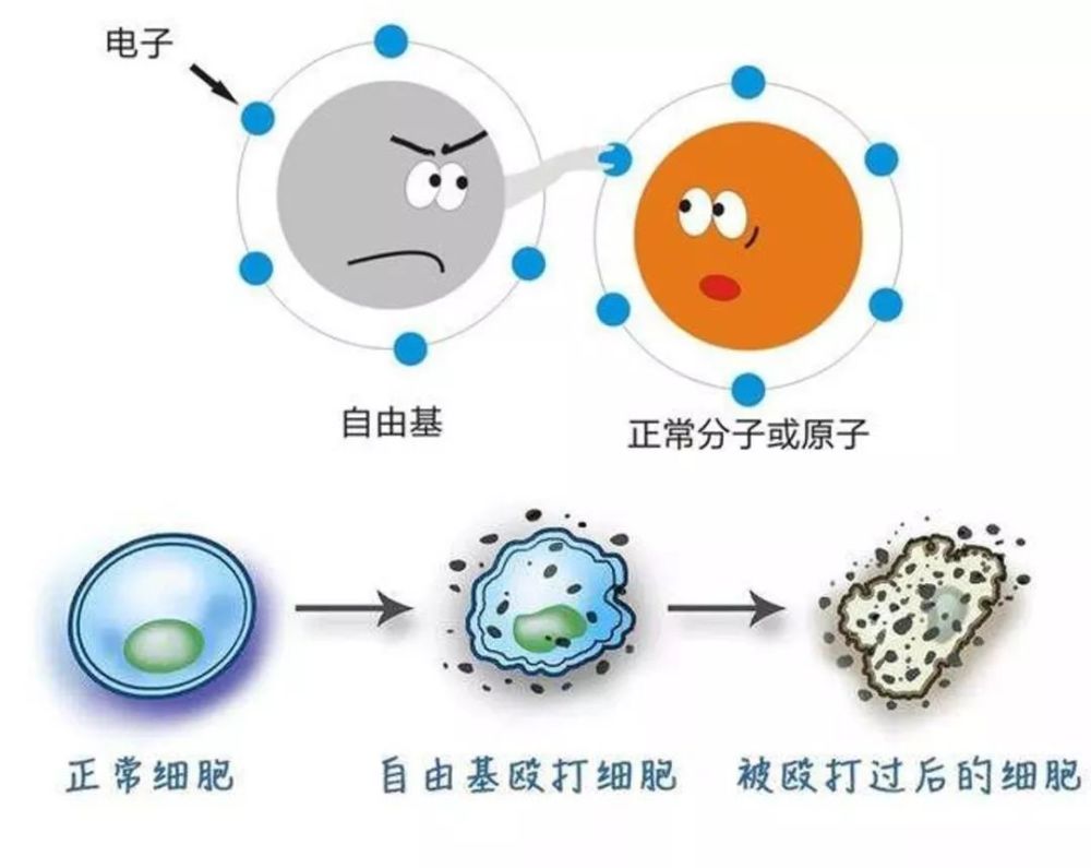 自由基对我们身体有很多的危害.