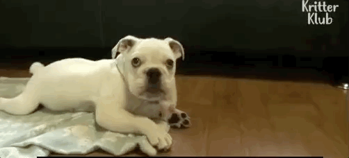bbaekkom,狗狗