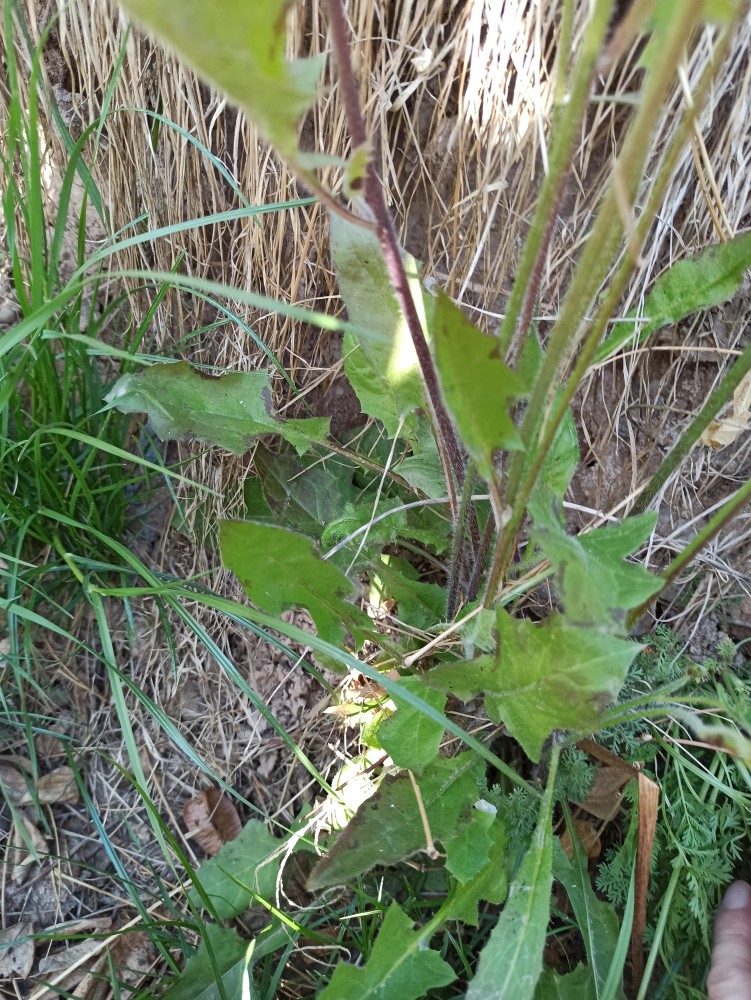 泥胡菜,也边带刺,路边野草,草本植物