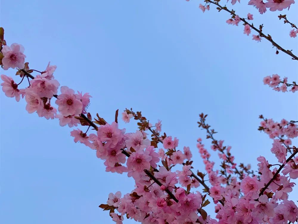 诗城青岛花雨
