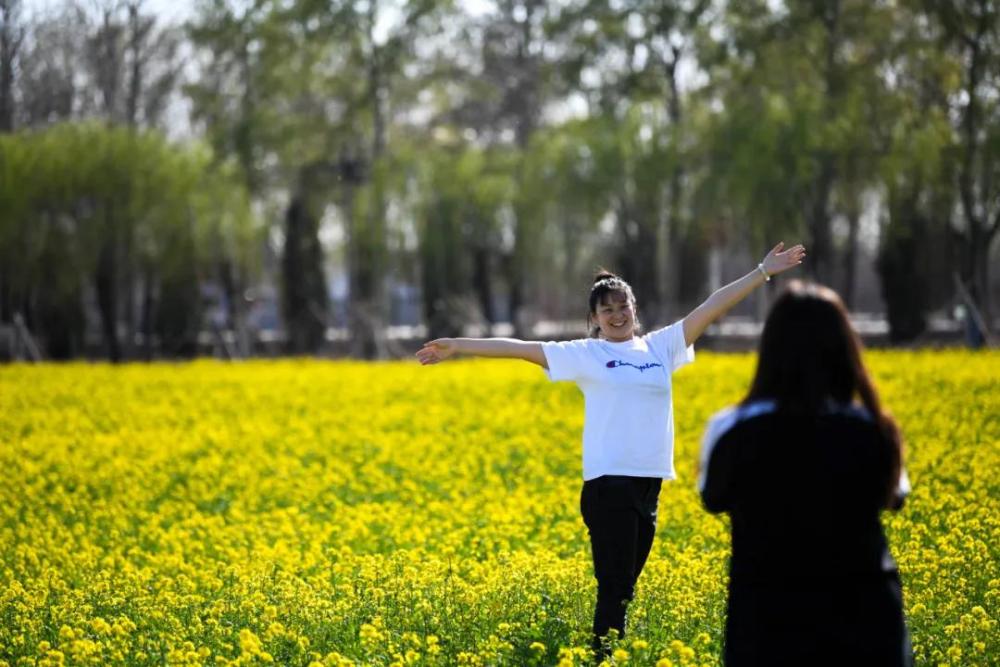 大兴礼贤1200亩油菜花海盛放,将持续到"五一"