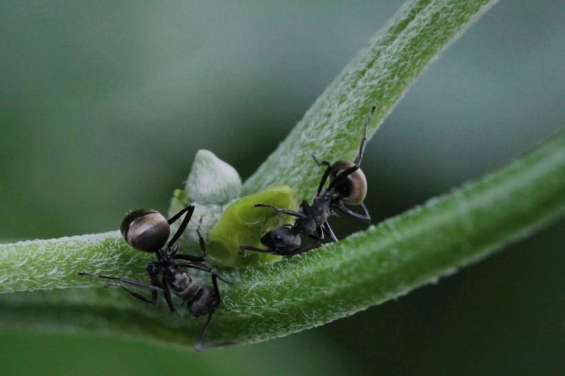 蚂蚁,春季,虫控