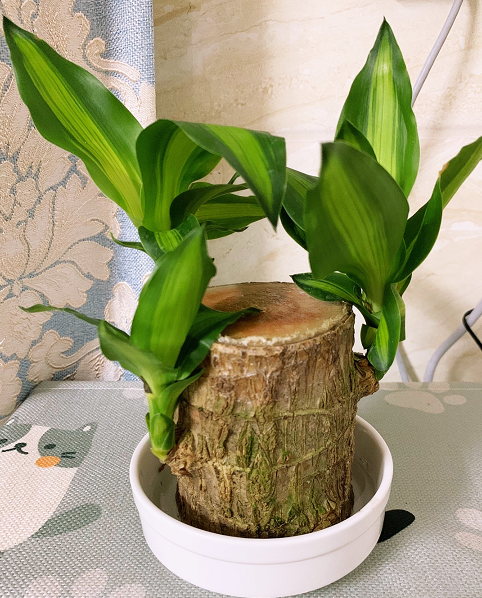 养花,植物,巴西木,网红植物,幸运木