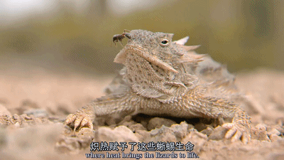 壁纸 动物 鸟 鸟类 雀 400_225 gif 动态图 动图