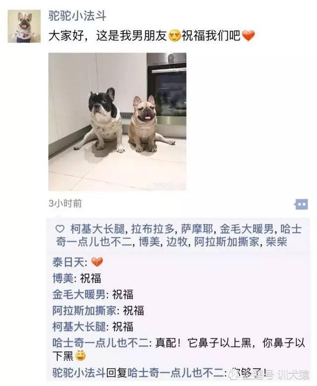当狗狗们有了朋友圈之后,二哈的回复笑死我了