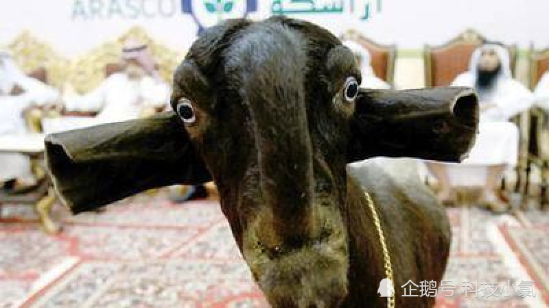 世界上最丑的山羊,丑到认不出是一只山羊,却卖到45万元一只!
