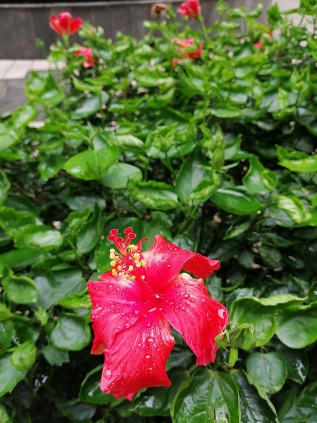 槿艳繁花满树红,开在路边的南宁市花朱瑾花,一样赏心悦目